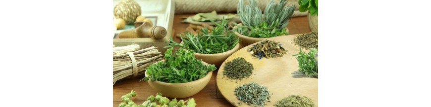 Arom&aacute;ticas y medicinales