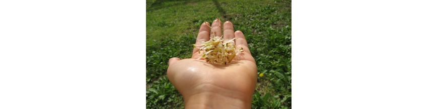 Brotes ecol&oacute;gicos