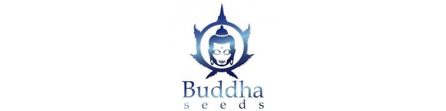 Buddha Seeds Bank Buddha Seeds Bank