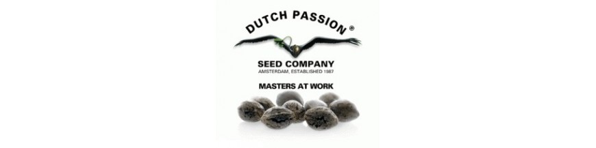 Dutch Passion