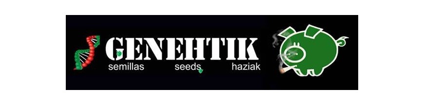 Genehtik Seeds Haziak