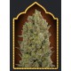 00 CHEESE 100% FEMINIZADAS (5 SEMILLAS) 00 SEEDS