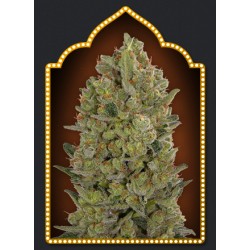 00 CHEESE (5 UD) 100%FEM 00SEEDS