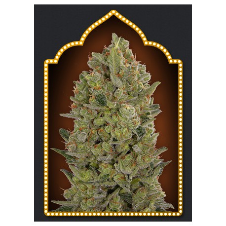 00 CHEESE (5 UD) 100%FEM 00SEEDS