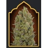 00 CHEESE 100% FEMINIZADAS (5 SEMILLAS) 00 SEEDS