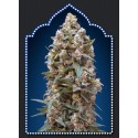 FEMENIZED COLLECTION 2 (6 SEMILLAS) 00 SEEDS