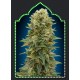 AUTO AFGHAN MASS 100% FEMINIZADA (5 SEMILLAS) 00 SEEDS