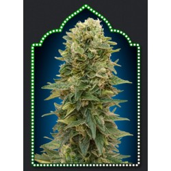 AUTO AFGHAN MASS (5UD) 100% FEMINIZADAS 00 SEEDS