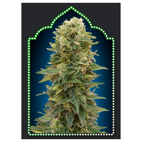 AUTO AFGHAN MASS (5UD) 100% FEMINIZADAS 00 SEEDS