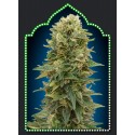 FEMENIZED COLLECTION 2 (6 SEMILLAS) 00 SEEDS
