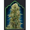 AUTO AFGHAN MASS 100% FEMINIZADA (5 SEMILLAS) 00 SEEDS