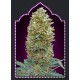 AUTO BUBBLE GUM 100% FEMINIZADA (SEMILLAS) 00 SEEDS