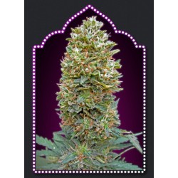 AUTO BUBBLE GUM (SEMILLAS) 100% FEMINIZADA