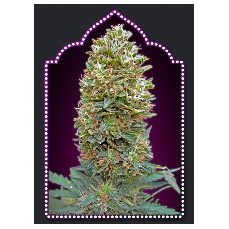 AUTO BUBBLE GUM (SEMILLAS) 100% FEMINIZADA