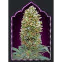 FEMENIZED COLLECTION 2 (6 SEMILLAS) 00 SEEDS