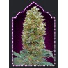 AUTO BUBBLE GUM 100% FEMINIZADA (SEMILLAS) 00 SEEDS