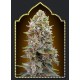 AUTO CHEESE BERRY 100% FEMINIZADA (5 SEMILLAS) 00 SEEDS