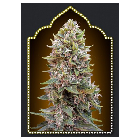 AUTO CHEESE BERRY (5 UNIDADES) 100% FEMINIZADA 