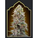 FEMENIZED COLLECTION 2 (6 SEMILLAS) 00 SEEDS