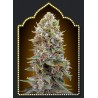AUTO CHEESE BERRY 100% FEMINIZADA (5 SEMILLAS) 00 SEEDS
