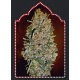 AUTOFLORACION COLLECTION 1 (6 SEMILLAS) 00 SEEDS