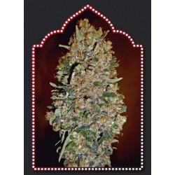 AUTOFLORACION COLLECTION 1 00 SEEDS