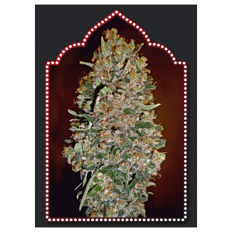 AUTOFLORACION COLLECTION 1 00 SEEDS