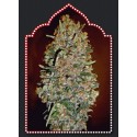 FEMENIZED COLLECTION 2 (6 SEMILLAS) 00 SEEDS