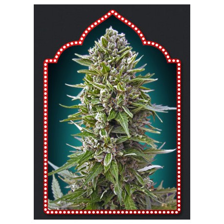 AUTOFLORACION COLLECTION 2 (6 SEMILLAS) 00 SEEDS