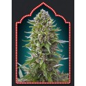 AUTO NORTHERN LIGHTS 100% FEMINIZADA (5 SEMILLAS) 00 SEEDS