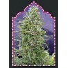 AUTOFLORACION MIX (5 SEMILLAS) 00 SEEDS