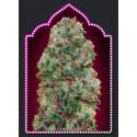 FEMENIZED COLLECTION 2 (6 SEMILLAS) 00 SEEDS