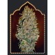 AUTO CHOCOLATE SKUNK 100% FEMINIZADA (5 SEMILLAS) 00 SEEDS