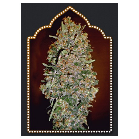 AUTO CHOCOLATE SKUNK 100% FEMINIZADA (5 SEMILÑAS) 00 SEEDS