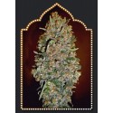 AUTO NORTHERN LIGHTS 100% FEMINIZADA (5 SEMILLAS) 00 SEEDS