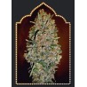 AUTO CHOCOLATE SKUNK 100% FEMINIZADA (5 SEMILLAS) 00 SEEDS