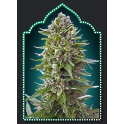 AUTO NORTHERN LIGHTS 100% FEMINIZADA (5 SEMILLAS) 00 SEEDS