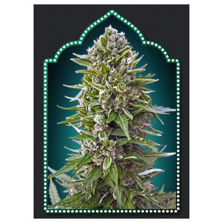 AUTO NORTHERN LIGHTS 100% FEMINIZADA (5 SEMILLAS) 00 SEEDS