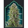 AUTO NORTHERN LIGHTS 100% FEMINIZADA (5 SEMILLAS) 00 SEEDS
