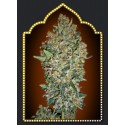 FEMENIZED COLLECTION 2 (6 SEMILLAS) 00 SEEDS