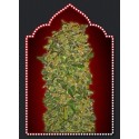 FEMENIZED COLLECTION 2 (6 SEMILLAS) 00 SEEDS