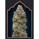 FEMENIZED COLLECTION 2 (6 SEMILLAS) 00 SEEDS