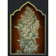 FEMINIZED COLLECTION 1 (6 SEMILLAS) 00 SEEDS
