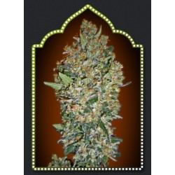 FEMINIZED COLLECTIO 1 (6 SEMILLAS) 00 SEEDS