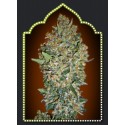 FEMENIZED COLLECTION 2 (6 SEMILLAS) 00 SEEDS