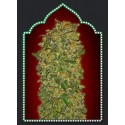 SWEET SOMA 100% FEMINIZADA (5 SEMILLAS) 00 SEEDS