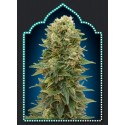 FEMENIZED COLLECTION 2 (6 SEMILLAS) 00 SEEDS