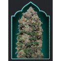 FEMENIZED COLLECTION 2 (6 SEMILLAS) 00 SEEDS