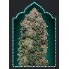 NORTHERN LIGHTS 100% FEMINIZED (5 SEMILLAS) 00 SEEDS