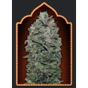 FEMENIZED COLLECTION 2 (6 SEMILLAS) 00 SEEDS